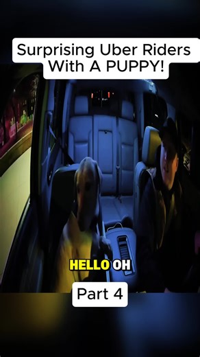 Part 4#uberdog #theuberdog #explore #foryou #foryoupage #trending #uber #viral #dogsoftiktok #fyp #cuteanimals #dogs #colorado