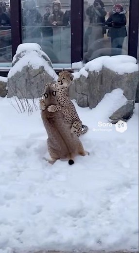 Cheetah and lynx fight for a bit #lynx #aiviral #aivideo #aicat #cheetah #bigcats #viral #funny