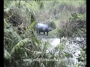 Indian Rhino, Assam