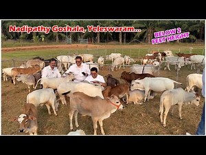 Micro mini cows in our farm below 1 feet height | Dr. P. Krishnam Raju created breed | #miniature