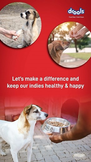 1.1K views · 17 reactions | At Drools, our mission is clear: it’s all about feeding real and clean to our furry buddies! We thank you for being on this journey with us. ❤️ We’re glad to tie up with various NGOs pan India who share our love for the animal community. Always committed to ensure every paw gets the nutrition they deserve! #JustDroolIt #FeedRealFeedClean #NoByProducts #Drools #DroolsPetFood #PetFood #PetLovers #PetParents #Indies #donationdrives | Drools | Facebook
