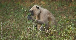 Indian common Gray langur or Hanuman langur monkey ape eating grass and looking around in jungle. Ranthambore national park, Rajasthan, India, Asia