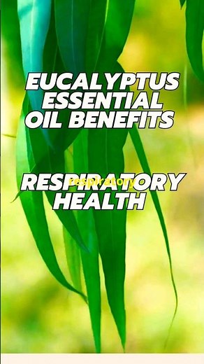 Breathe Easy: The Amazing Benefits of Eucalyptus Oil!
