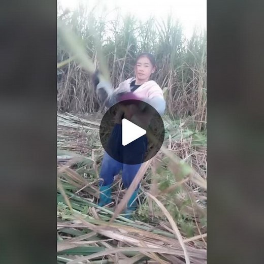 Harvesting Sugarcane: A Step-by-Step Guide