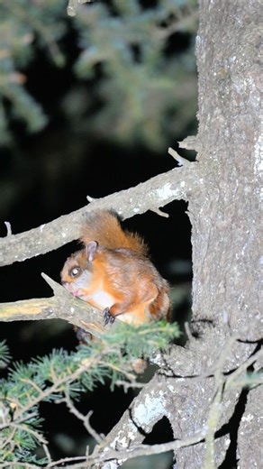 Garry Bhatti on Instagram: "Last night’s highlight from the Himalayan forest! 🌲✨ The stunning Red Giant Flying Squirrel gliding through the trees — a rare and unforgettable sight. Lucky to capture this beautiful nocturnal acrobat in action! 🐿️❤️ #RedGiantFlyingSquirrel #FlyingSquirrel #HimalayanWildlife #WildlifeIndia #HimalayanBirding #HimalayanForests #WildlifePhotographer #BirdingWithGarryBhatti #NatureSpecial #NightWildlife #RareSighting #IndianWildlife #WildlifeReels #NatureReels #Explore