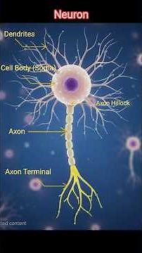 Brain Cell #neurons