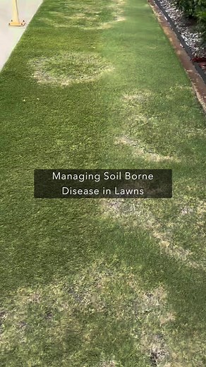 Managing Soil Borne Diseases in Lawns Effectively