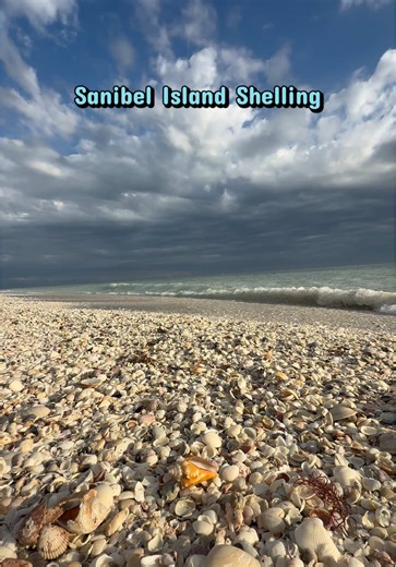 I wish everyday looked like this #shelling #sanibel #shells #beachcombing #beachfinds