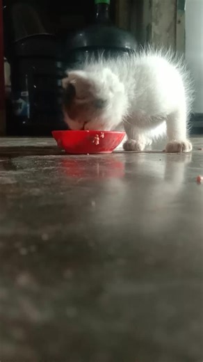 Euis072 (@tatikarwatie)’s videos with Aku Bisa Makan Sendiri - Baba Lili Tata