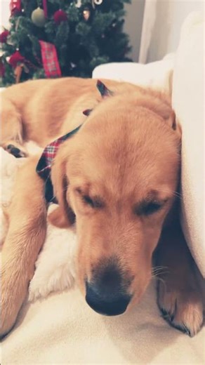 Why does my toaster make sound