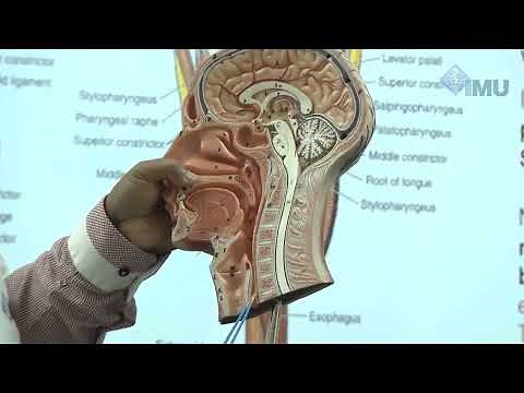 Anatomy of Pharynx and oesophagus