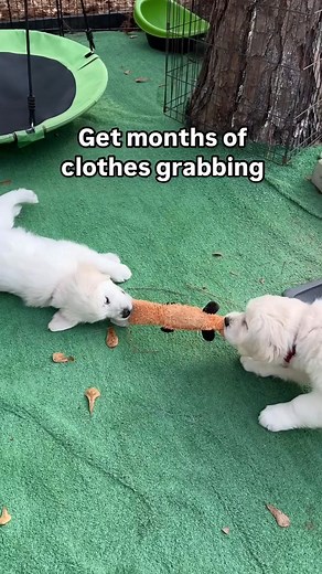 👉This is fine between puppies but not with you yet ➡️Watch these puppies play tug. They’re learning bite inhibition, give and take, when to release. That’s natural play behavior that teaches them how to interact with other dogs. But if you play tug with your puppy before they have impulse control, you’re teaching something different. You’re teaching grab first, pull hard, hold on tight. ➡️The problem: Puppies under 16 weeks are still learning what’s appropriate to mouth. They don’t yet discrimi