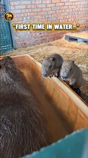 "5-day-old baby capybaras try swimming for the first time 🥹"