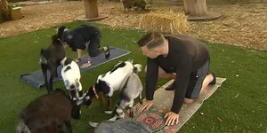 Had a stressful week at work? Unwind, ease your mind with mini-goat yoga