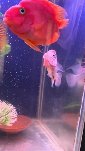 Big Fight between Baby Kamfa Flowerhorn and Jumbo Parrot Fish || Blue Aquatics #shortvideos #shorts