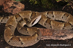 Bothrops venezuelensis - Alchetron, The Free Social Encyclopedia