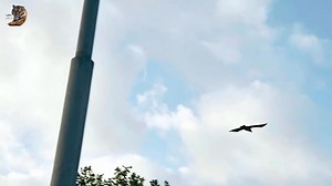 1.7M views · 44K reactions | Hooded Crow ‍⬛, Wild Animal Hindi, #wildlifephotography #documentary #wildanimals #wildlife #hindi | Wild Animals Hindi | Facebook