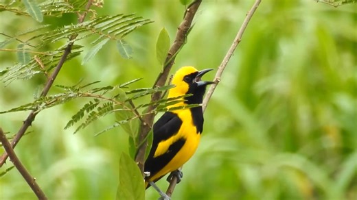 14K views · 2.2K reactions | Hooded oriole singing (Icterus cucullatus) America, Mexico. | BIRDS & Nature | Facebook
