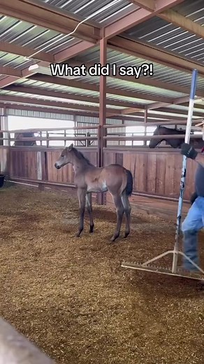 No touchy touchy⁠ ⁠ 📷️ IG - @slapdickscattleco⁠ .⁠ .⁠ .⁠ #equine #beautiful #equestrian #happy #horsesofinstagram #horseriding #horselife #horselover #horselove #instahorse #horse #horsephotography #horsestagram⁠ #equestrianstyle #horserider #horsemanship #horsebackriding #horseshow #horsepower #horseedits #horseloverforever #horselovergift #horsenation #horseaccount #horsesplanet #dressage #equestrianlife #horses | In Horses We Trust