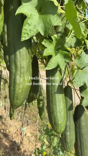 “Healing the earth and feeding the world — Better Naturally!” For 80 years, Fertrell has stood by one simple belief: nature knows best. From field crops to backyard gardens, we’re proud to help farmers and homesteaders heal their land and nourish their communities — the natural way. 🌎💚 #BetterNaturally | Fertrell