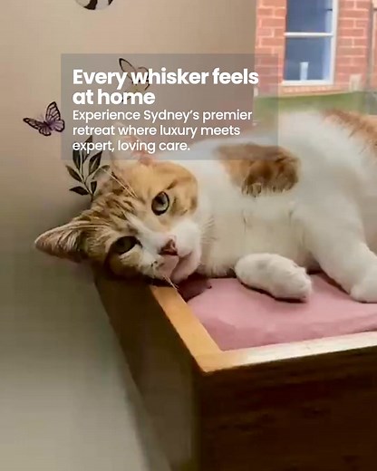 A home away from home, where your feline companion is cherished, safe, and utterly spoiled. At Hotel For Cats, we blend luxury with expert care to create Sydney's premier retreat for discerning puddycats. From designer suites with climbing shelves and expansive windows to veterinary-supervised wellbeing and daily play sessions, every detail is curated for comfort and delight. Because your cat deserves more than just a stay — they deserve a five-star holiday. | Hotel for Cats