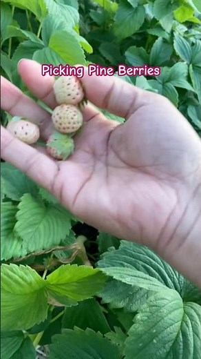 White Strawberries #pnwgardening
