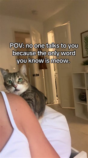 It’s so lonely out here for a senior cat…follow for my adventures 🐾🐾 #lonelycat #distinguishedgentlemancat #seniorcatsoftiktok #catfyp