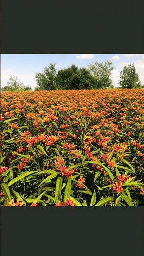 Mexican butterfly weed