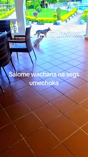 Exploring the Cultic Life of Akothee in Kenya