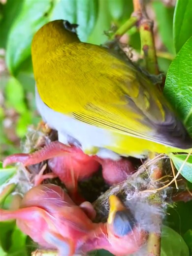 The Struggle of a Mother Bird Against Cuckoo Chicks