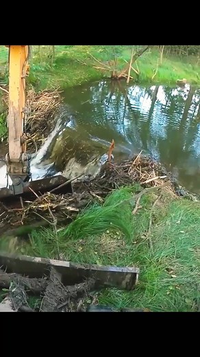 155K views · 1.3K reactions | "Clearing the path for water to flow freely again." | Beaver Dam Removal | Facebook