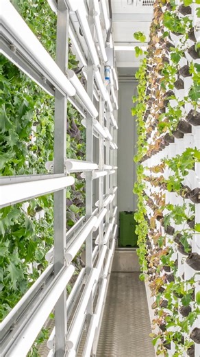 Turning shipping containers into farms that grow food anywhere year-round. #hydroponics #cea #agtech