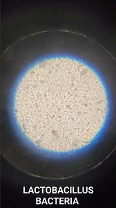 Lactobacillus Bacteria under microscope | Biology Practical