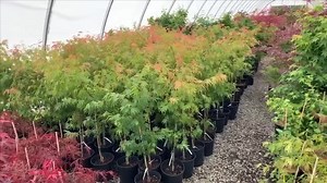 ACER PALMATUM 'ORANGE FLAME' GREAT FALL COLOR JAPANESE MAPLE https://mrmaple.com/collections/be-mine-valentines-day-plant-sale/products/buy-acer-palmatum-orange-flame-great-fall-color-japanese-maple #mrmaple #orangeflame #acerpalmatum #fastgrowing #plantatree #planttrees #japanesemaple #japanesemaples | MrMaple.com