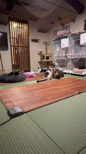 保護猫カフェでの猫との暮らし