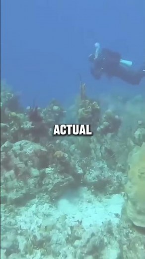 Divers Hear a REAL Sonar Ping Underwater 🔊 #sonar #diving