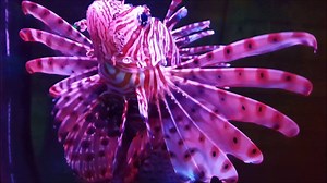 You wouldn’t want to touch a Red Lionfish! Although beautiful to look at, they are also extremely venomous. Their venom is delivered via an array of up to 18 needle-like spines. The red and white zebra stripes also gives them excellent camouflage and their lightning-fast reflexes makes it a very deadly predator. | SEA LIFE Hunstanton