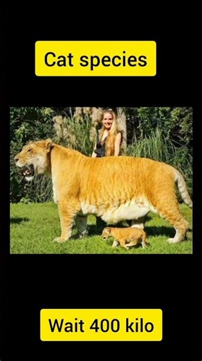 Sher se bhi Khatarnak janwar 😱☠️ #facts #viral #amazing #liger #tigon #animals #factsinhindi