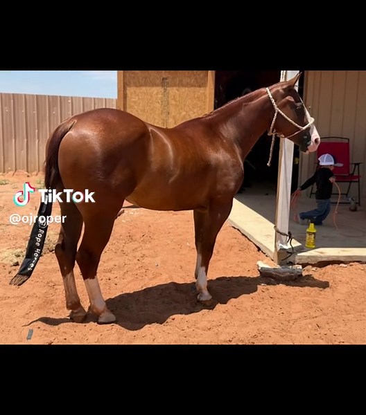Love my new 4 years old by gallo del cielo x colonels smoking gun #riatabuckleincentive #CapCut #classicrope #foryoupage #ropesmart