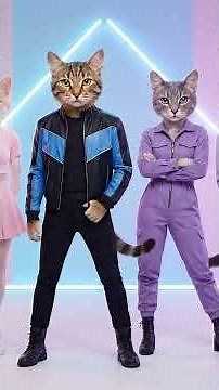 The K pop… cats version