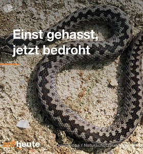 Die Kreuzotter ist in Deutschland stark gefährdet. Früher wurde sie tot geschlagen, heute schrumpft ihr Lebensraum. Und auch der Klimawandel scheint ihr zuzusetzen. Doch es gibt Hoffnung: | ZDF heute