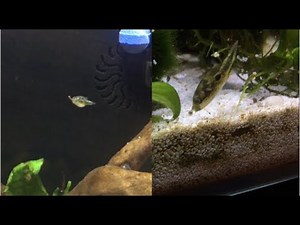 Pea Puffer Live Blackworm feeding compilation
