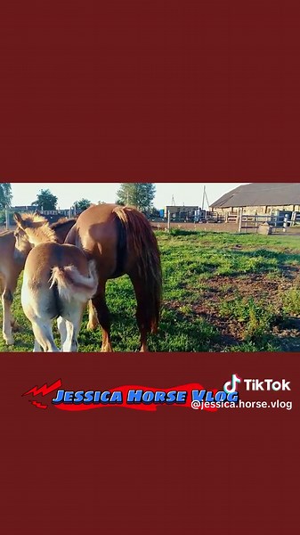 Stallion Horse Breeding: A Passionate Kiss