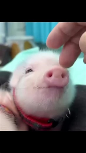 Just a page for Pig Lovers on Instagram: "❤️🐷💓🌼 =============== Link to buy Tshirts in our bio > @justlovepig . #pig #pigs #pigsofinstagram #pigstagram #piglove #piglover #piglife #pigsofig #pigsaspets #piggy #piggys #piggylove #piggie #piggies #piglet #piglets #minipigs #minipig #minipigsofinstagram #instapig #micropig #petpig #oink #oinkoink #cutepig #farmer #farmers #farming #farmanimals #animalfarm #minipig""