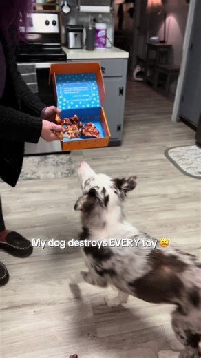Plain text, copy-paste ready: My dog is insanely picky and somehow still destroys everything. This is one of the very few toys I’ve bought twice. Bacon-scented, super tough, and it actually keeps him busy. If you’ve got a heavy chewer… you get it. #dogtoys #aggressivechewer #TikTokShopCreatorPicks #creatoricons #dogmom