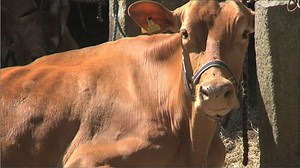 Guernsey's best cattle celebrated