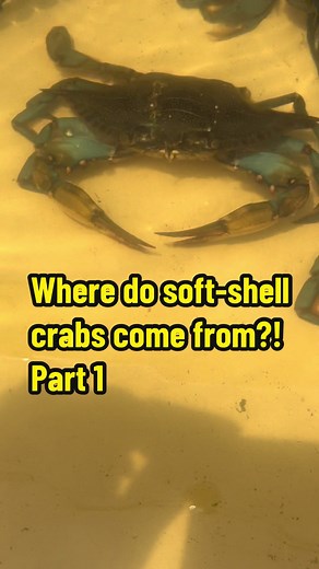 Visit with me one of the Outer Banks soft-shell crab farms and find out where the softies come from, how they shed and how can we bring them from farm to table at our restaurants during #obxsoftshellcrabweek #tastefullyfit #cooking #outerbanks #obxchef #nortcarolina #coastalliving #kitchen #farmtotable #outerbanksrestaurant #recipe #softshellcrab #celebritychef @wesstepp895