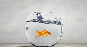 Pourquoi il est très dangereux de mettre un poisson rouge dans un bocal selon la science ?