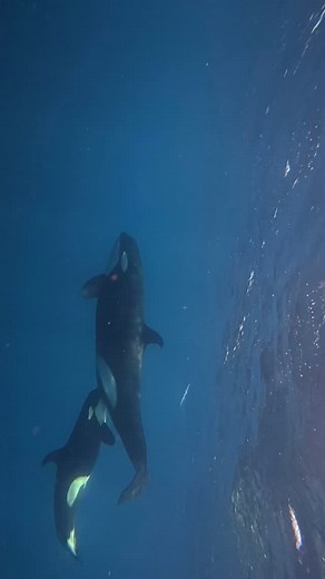 4.4K views · 6.4K reactions | Orca milk is incredibly rich in fat,...