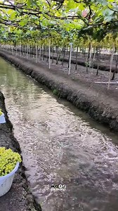 Perkebunan Anggur Berbuah Lebat #short #kebunanggur | Galeriiput